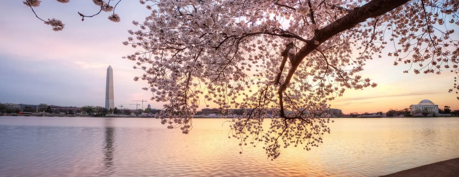 Cherry blossom tree framing the Washington Monument and Jefferson Memorial at sunset.